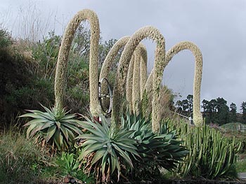 hangcacti