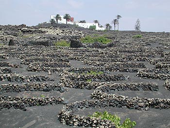 Om elke wijnrank een muurtje