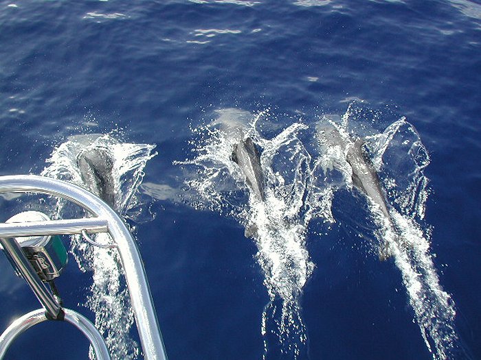 Dolfijnen bij de boeg