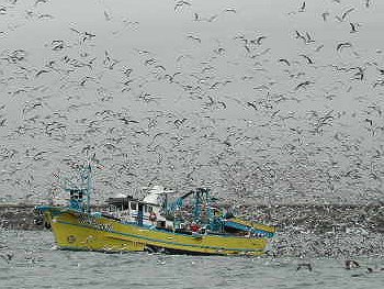 Zeemeeuwen - seagulls, Peniche